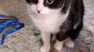 Adorable cat asking for treats with sass