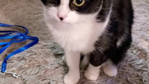 Adorable cat asking for treats with sass