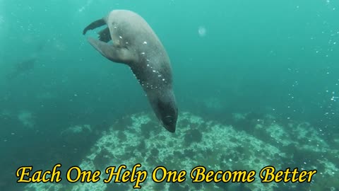 Seals Swinning and Enjoying Their Life