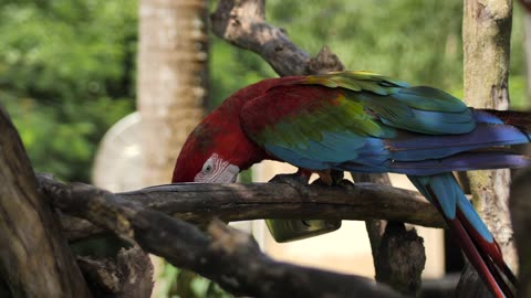 Colourful Parrot Macow #animals #wildlife #creatures