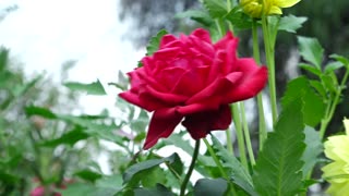 Rose : Nepal