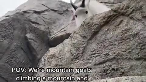 POV: We're mountain goats climbing a mountain and we make eye contact