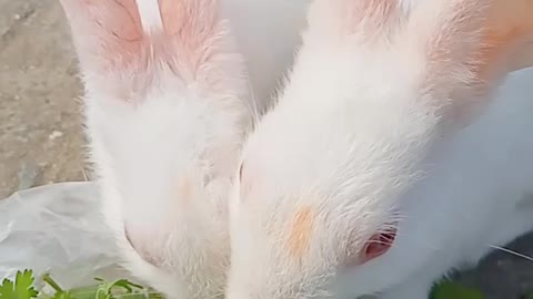 Very cute rabbits video and I love animals