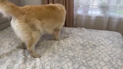 Golden Retriever Confused by playing with a Puppy