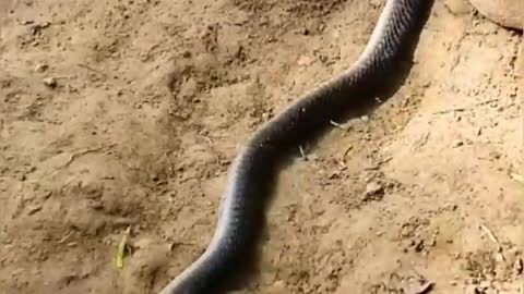 Snake And Mongoose Fight