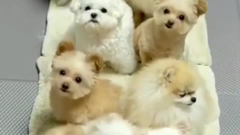 Cute Dog Training | Funny Dog Compilation 2022 #usa #168 #shorts