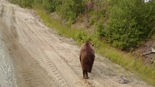 Curious Bear Crosses The Road