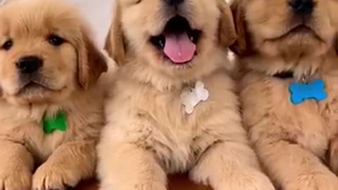 Super Henderson golden puppies