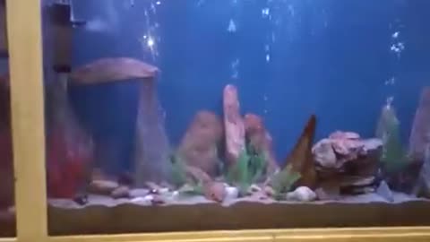 Fish aquarium