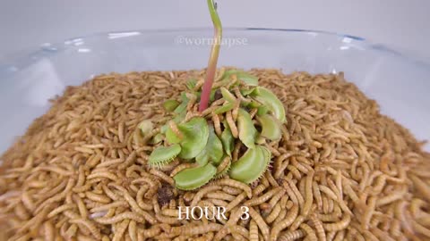 10 000 Mealworms vs VENUS FLYTRAP