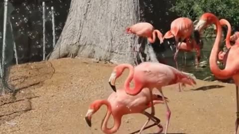 This flock of flamingos is a sight to behold