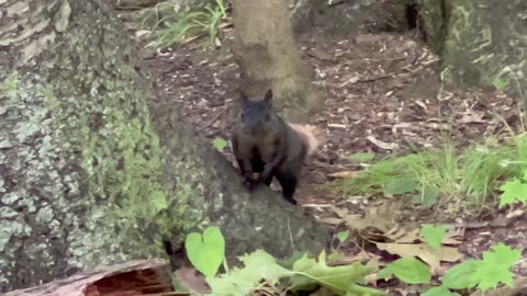 Juvenile black squirrels or hybrids?