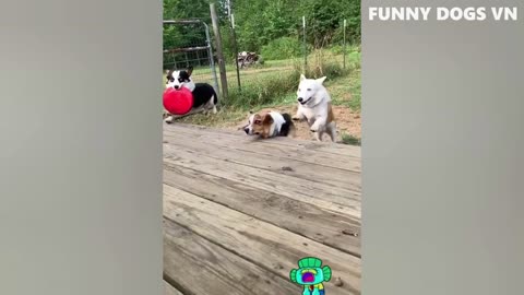 Funniest Animals Video - Funny Dogs And Cats - Try Not To Laugh Animals 2022