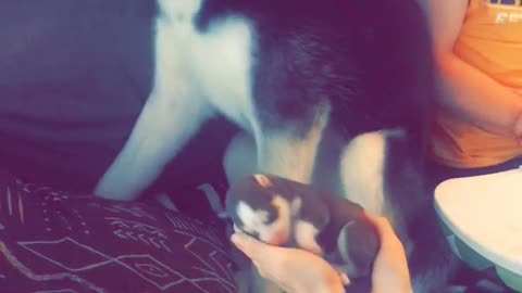 Siberian Husky Nervously Meets His New Puppy