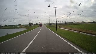 Seagulls on the buslane