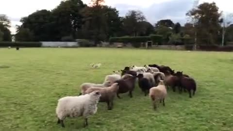 Sheepdog gets chased by the Sheep! #funnyanimals #doglife #rurallife