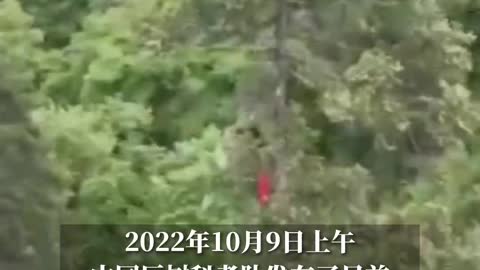 China Giant Tree's First Comprehensive Test of Climbing and Surveying was completed