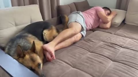 Gorgeous German Shepherd Protects Owner Sleep