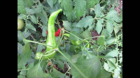 Red Heated Love Cayenne Pepper Sept 2022