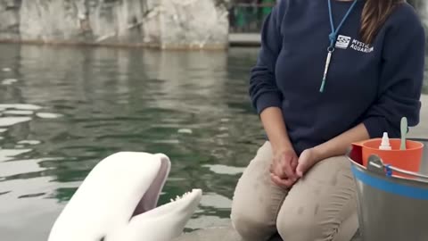 Brushing a beluga whales teeth