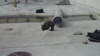 bears at zoo 6