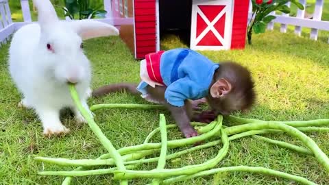 Animals Baby monkey harvests vegetables on the farm and eats it with puppy and rabbit