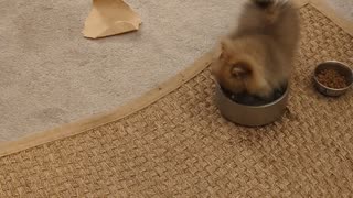 Puppy Has A Dip In The Water Bowl