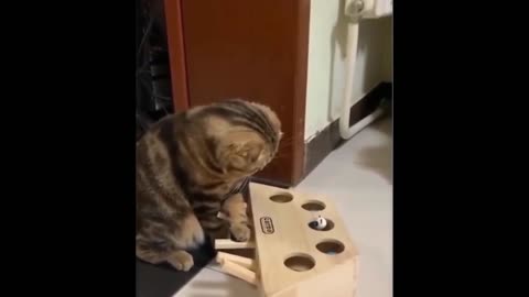 Watch this cat teaches how to play hide and seek