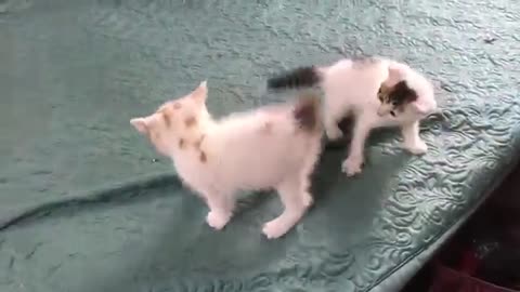 Cat viral video Short Video