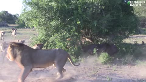 Lion vs. Hyenas: Face Off Over Buffalo