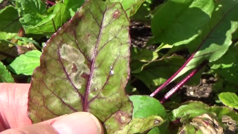 Spinach leaf miner, a common garden pest