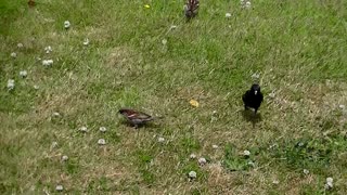 IECV NV #409 - 👀 Hummingbird, Starling, House Sparrows🐤🐤🐤🐤 6-28-2017