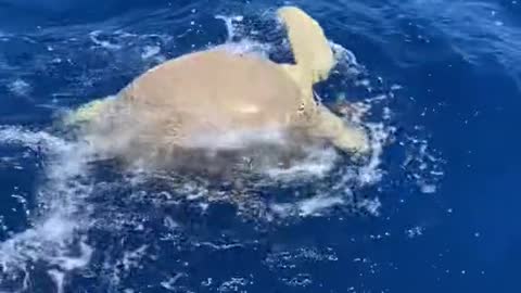Two massive turtles off theFlorida Keys