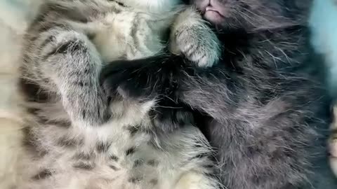 "Sweet Dreams: Adorable Kittens' Nap Time"