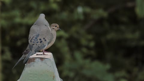 birds singing birds singing