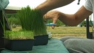 WHEATGRASS, THE MIRACLE SUPERFOOD + How to Make Wheat Grass Juice !! ;-)