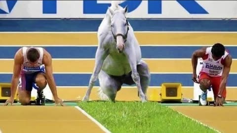 You would want a Horse after finishing this video😉 - Funny and Cute Horse Videos