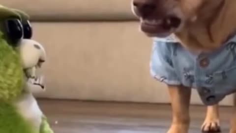 Funny Dog | Supper Dog