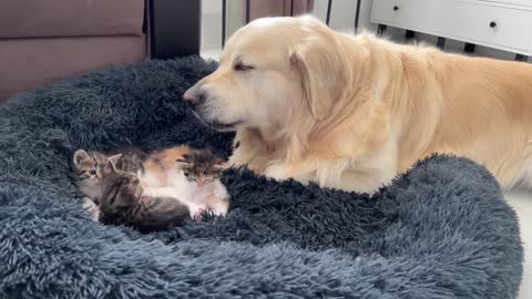 Golden Retriever Reacts to Tiny Kittens in his Bed