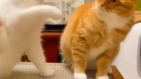 Funny cat