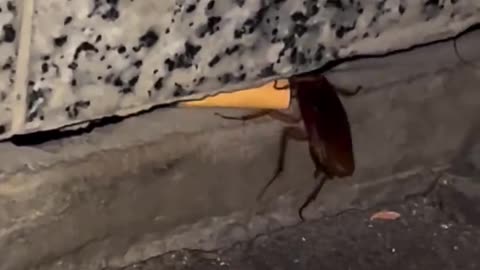 Cockroach smoking