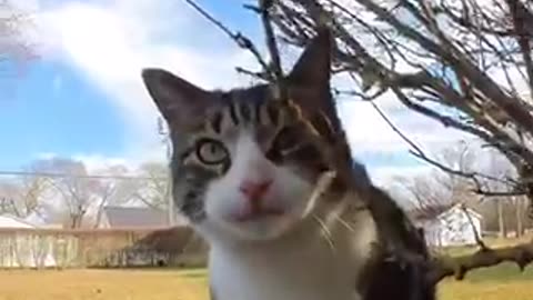 Amazing cat 🐈 trending video