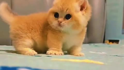 Angry kitti