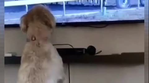 Funny dog ​​watching TV