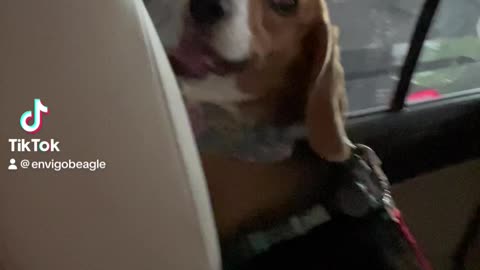 Envigo beagles reunite 1 year after rescue