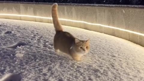 CUTE CAT AND SNOW FALL