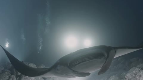 Night Diving with Manta Rays