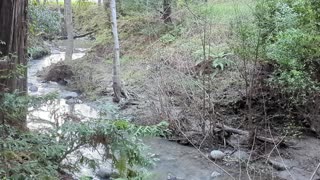 tranquil Creek (no narration)