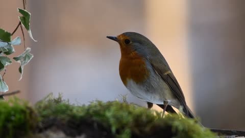 #BirdSongBasics - Robin and Blackbird