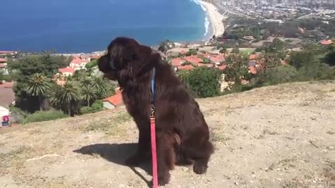 Newfoundland puppy awestruck at breathtaking view